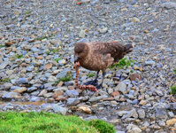 Eine Skua