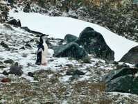 Zügel-Pinguin auf Half-Moon-Island