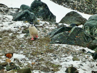 Zügel-Pinguin auf Half-Moon-Island