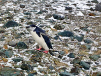 Zügel-Pinguin auf Half-Moon-Island