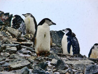 Zügel-Pinguin auf Half-Moon-Island