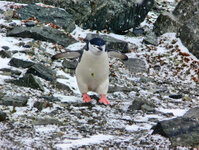 Zügel-Pinguin auf Half-Moon-Island