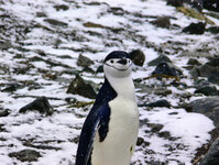 Zügel-Pinguin auf Half-Moon-Island