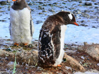 Esels-Pinguin in der Mauser