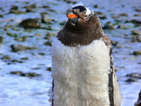 Esels-Pinguin in der Mauser