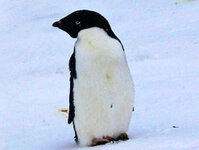 Adelie-Pinguin