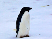 Adelie-Pinguin