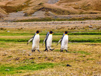 Mit den Königspimnguinen in der Fortune Bay