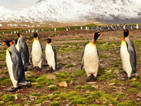 Mit den Königspimnguinen in der Fortune Bay