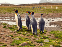 Mit den Königspimnguinen in der Fortune Bay