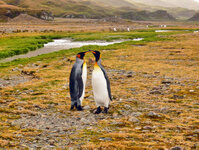 Mit den Königspimnguinen in der Fortune Bay