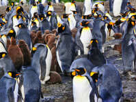 Mit den Königspimnguinen in der Fortune Bay