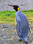 Mit den Königspimnguinen in der Fortune Bay